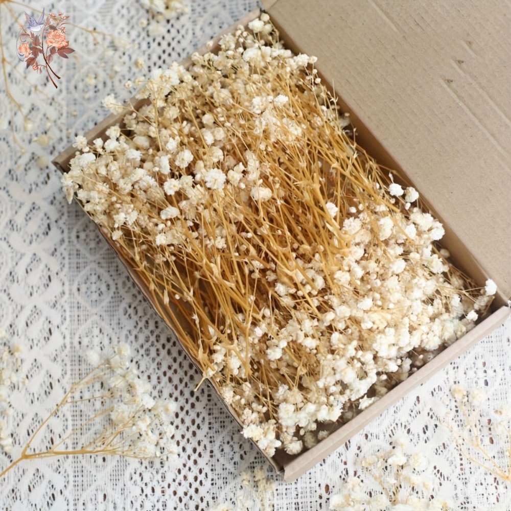 Resin Craft Ideas - 100 Stück Mini Getrocknete Schleierkraut-Blumen für