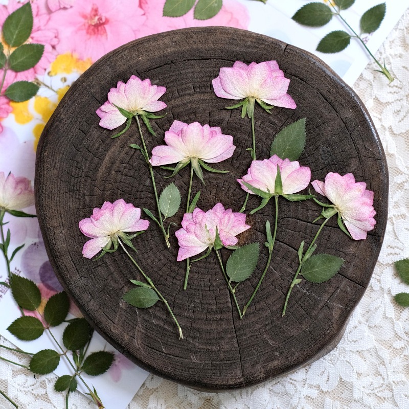 12 Stück, echte getrocknete ge – Resin Craft Ideas Bewertung und Preis