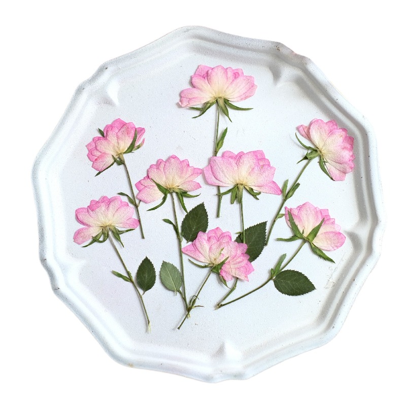 12 Stück, echte getrocknete ge – Resin Craft Ideas Bewertung und Preis